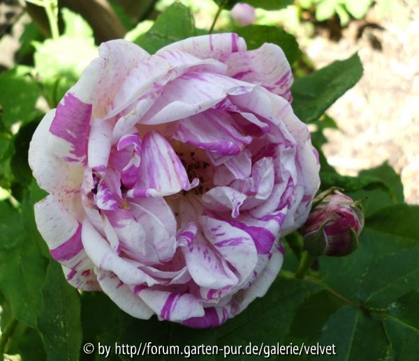 Honorine de Brabant