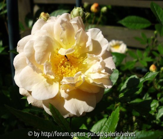 Ghislaine de Feligonde