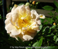 Ghislaine de Feligonde