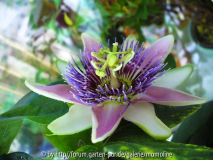 Passiflora xbelotii 3
