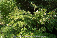 stewartia rostrata1.jpg