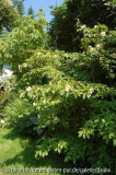 stewartia rostrata2.jpg
