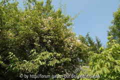 kirschblüte.jpg
