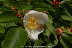stewartia rostr_ nah.jpg