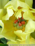 '