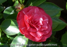 Letzte Blüte 13.jpg