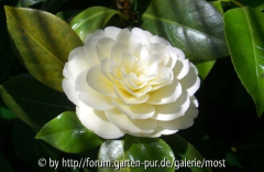 Letzte Blüte Dahlonhega 13.jpg