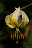 Lilium taliense 20130612.jpg