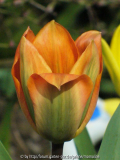 Tulpe