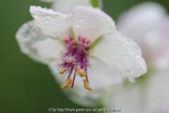 Verbascum blattaria