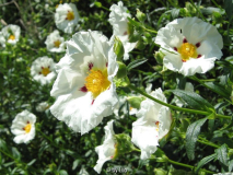 Cistus x dansereaui 20130620_01.jpg