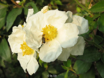 Cistus ladanifer 20130620_01.jpg