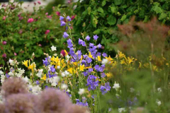 Gartenblick 22_06_.jpg