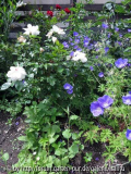 rosenlinks_06_13.jpg