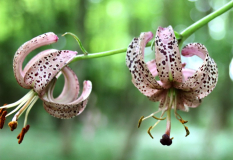 Lilium martagon