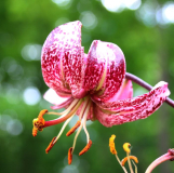 Lilium martagon