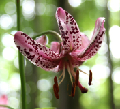 Lilium martagon