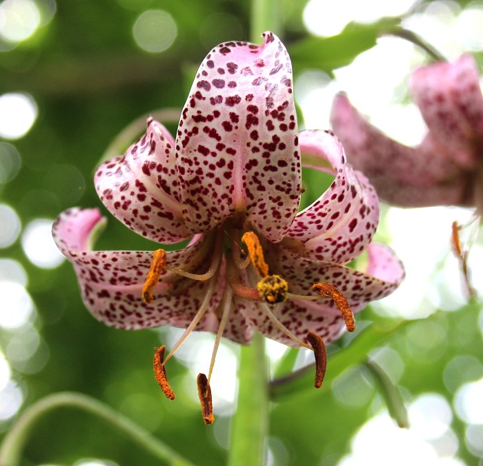 Lilium martagon