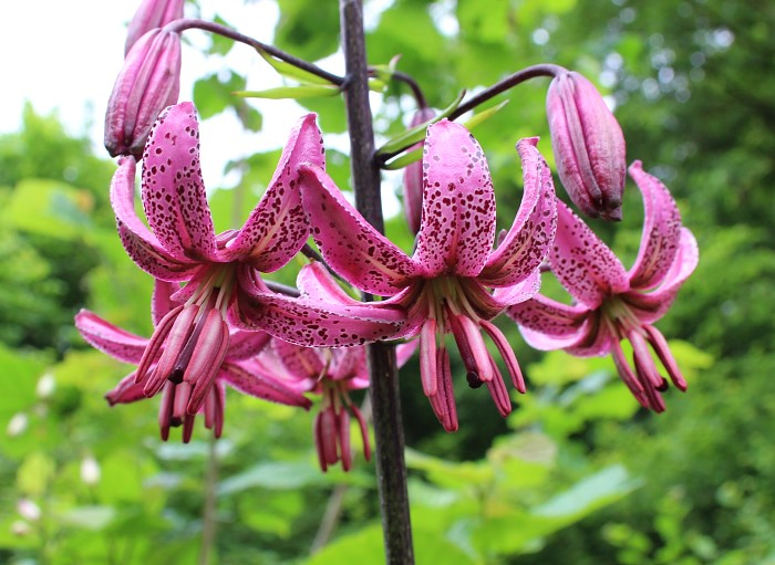 Lilium martagon