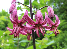 Lilium martagon
