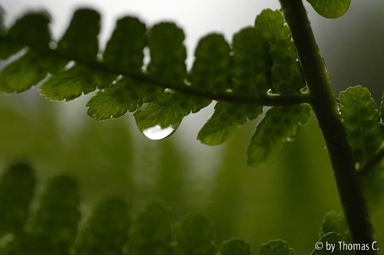 Farn im Regen 02