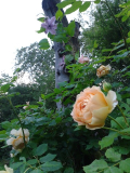 Golden Celebration + Clematis.jpg
