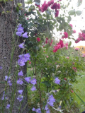 RU+Glockenblume.jpg