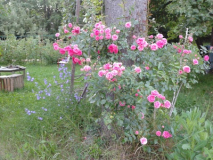 RU+Glockenblume_1.jpg