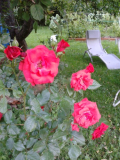 Strauchrose.jpg