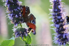 Agastache mit Tagpfauenauge