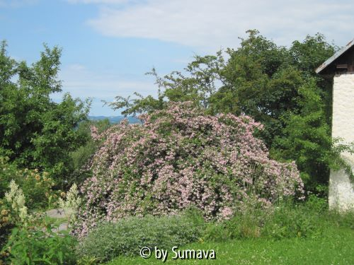 reife Kolkwitzia