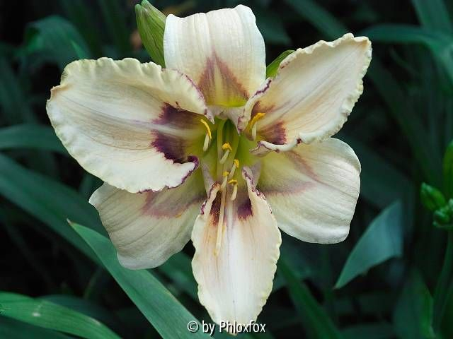 Regal Afternoon x Dragonfly Dreams 1