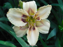 Regal Afternoon x Dragonfly Dreams 1