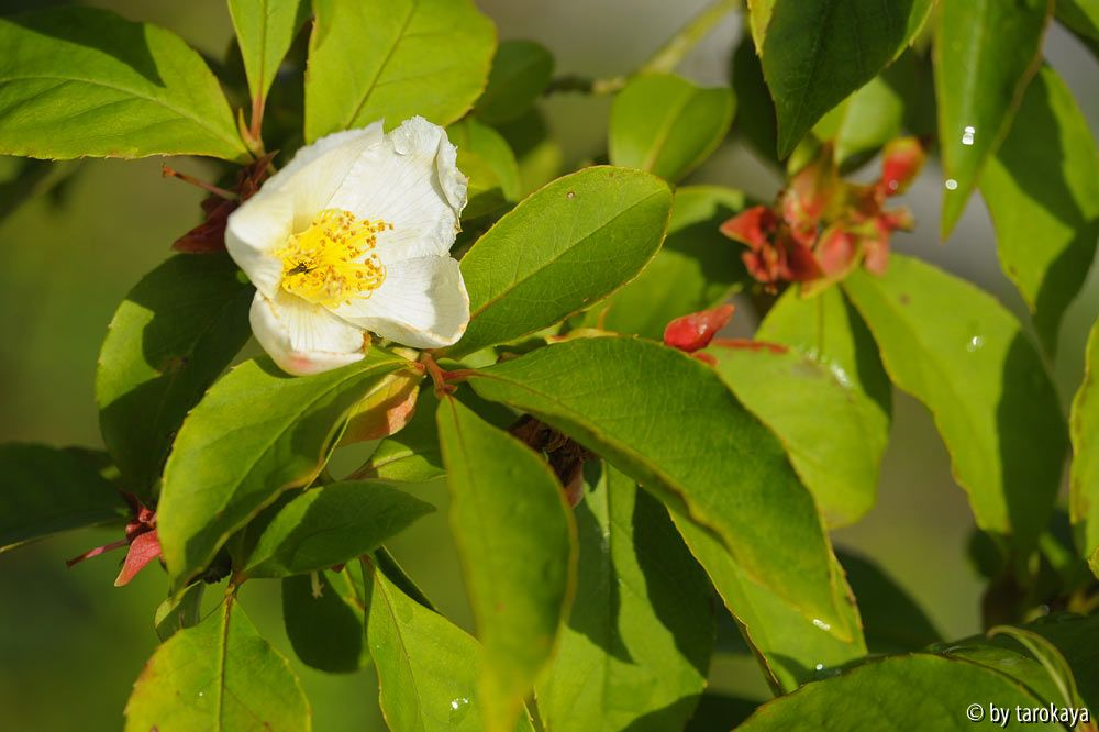 stewartia rostrata letzte blüte13