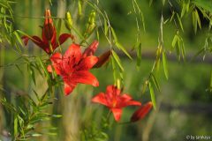 rote lilie