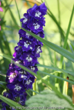 Delphinium Smlg.