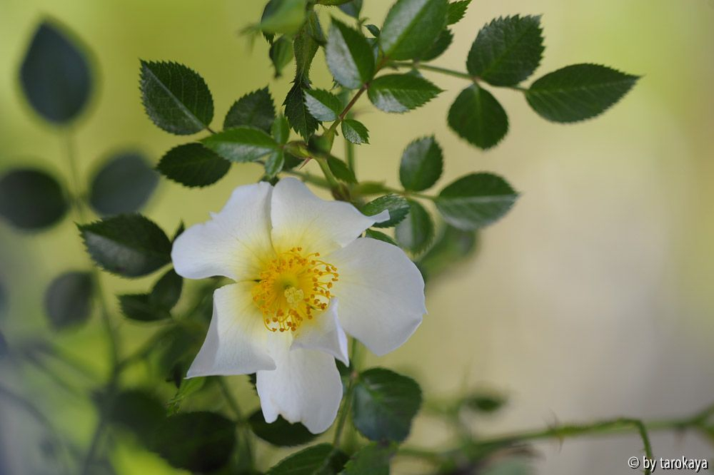 sonnenröschen13