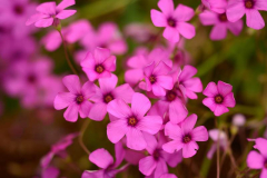 Oxalis rubra