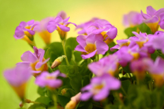 Oxalis depressa