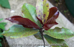 Neuaustrieb purpurea 2013.jpg