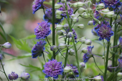 Delphinium Sorte? Juni 2013