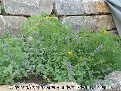 Nepeta u. Escholtzia