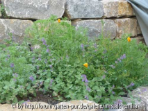 Nepeta u. Escholtzia