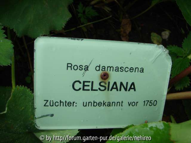 Celsiana Schild