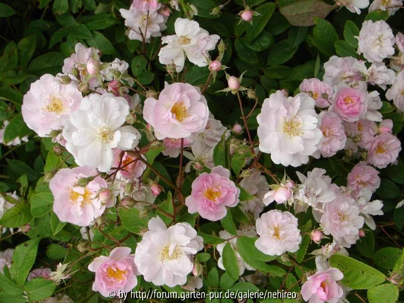 Riesenrose nah