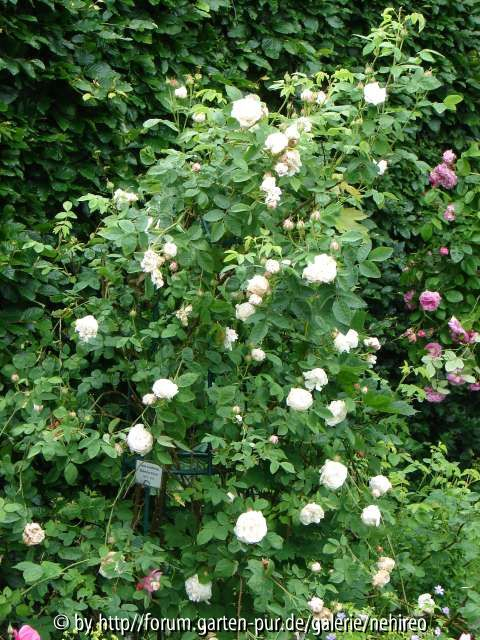 Blanchefleur