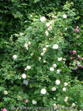 Blanchefleur