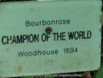 Champion Schild