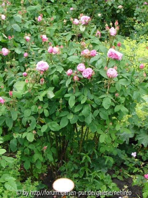 Chambord Habitus