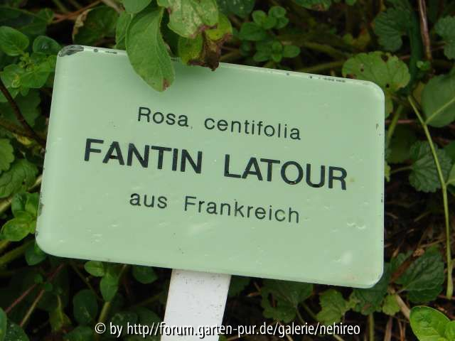 Fantin Schild